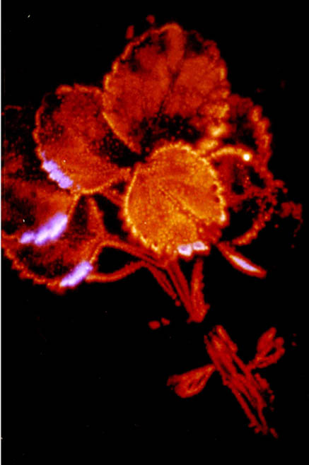 Kirlian photograph of a leaf – red corona